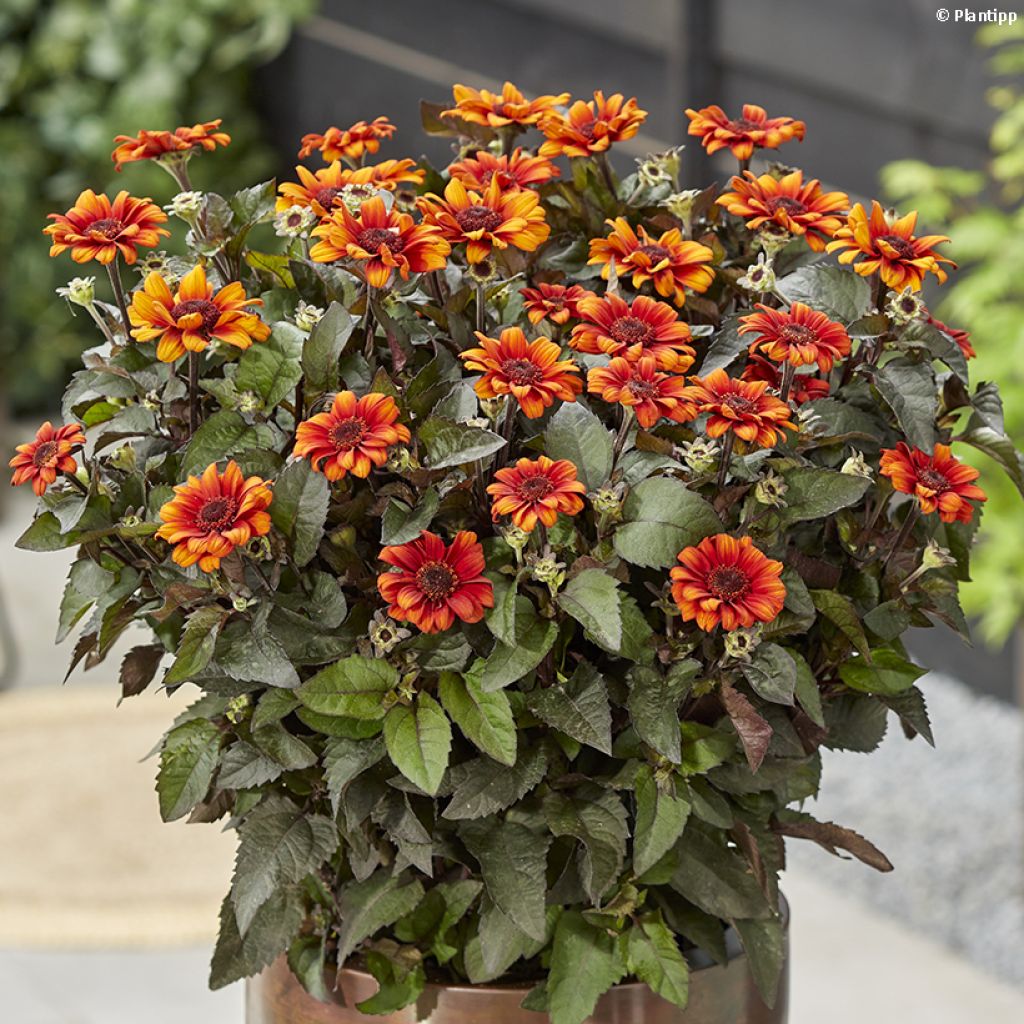 Heliopsis helianthoides Luna Roja