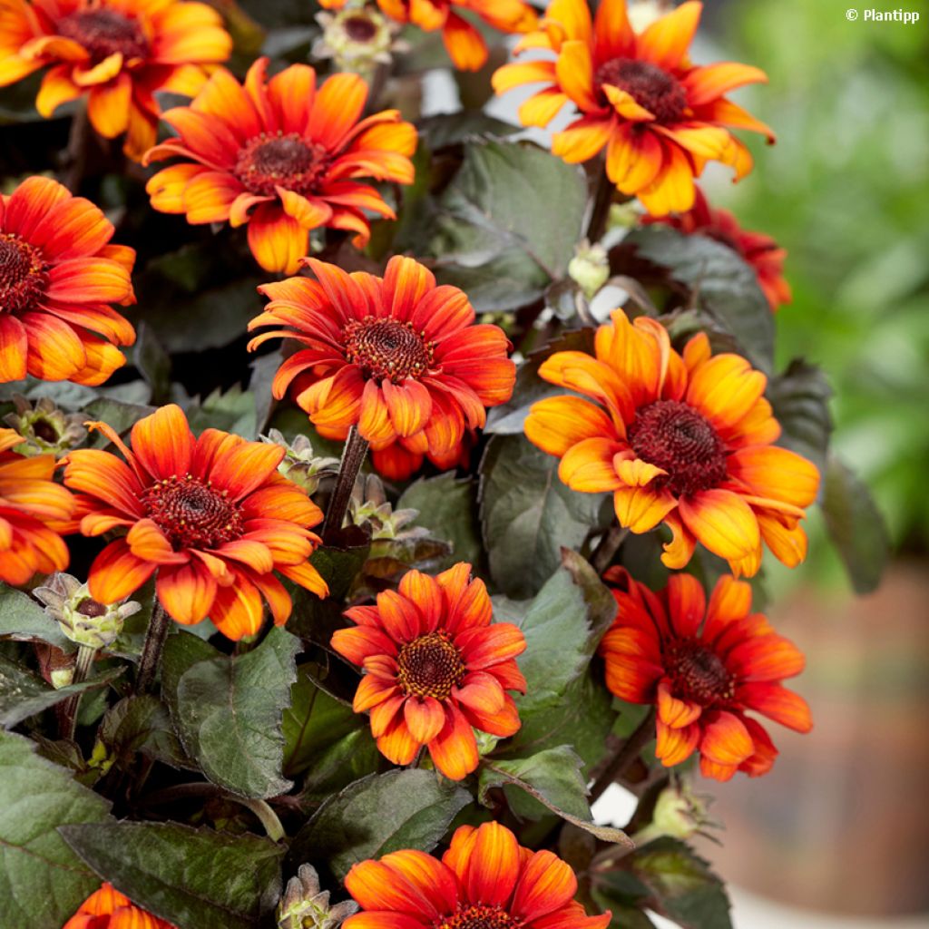 Heliopsis helianthoides Luna Roja