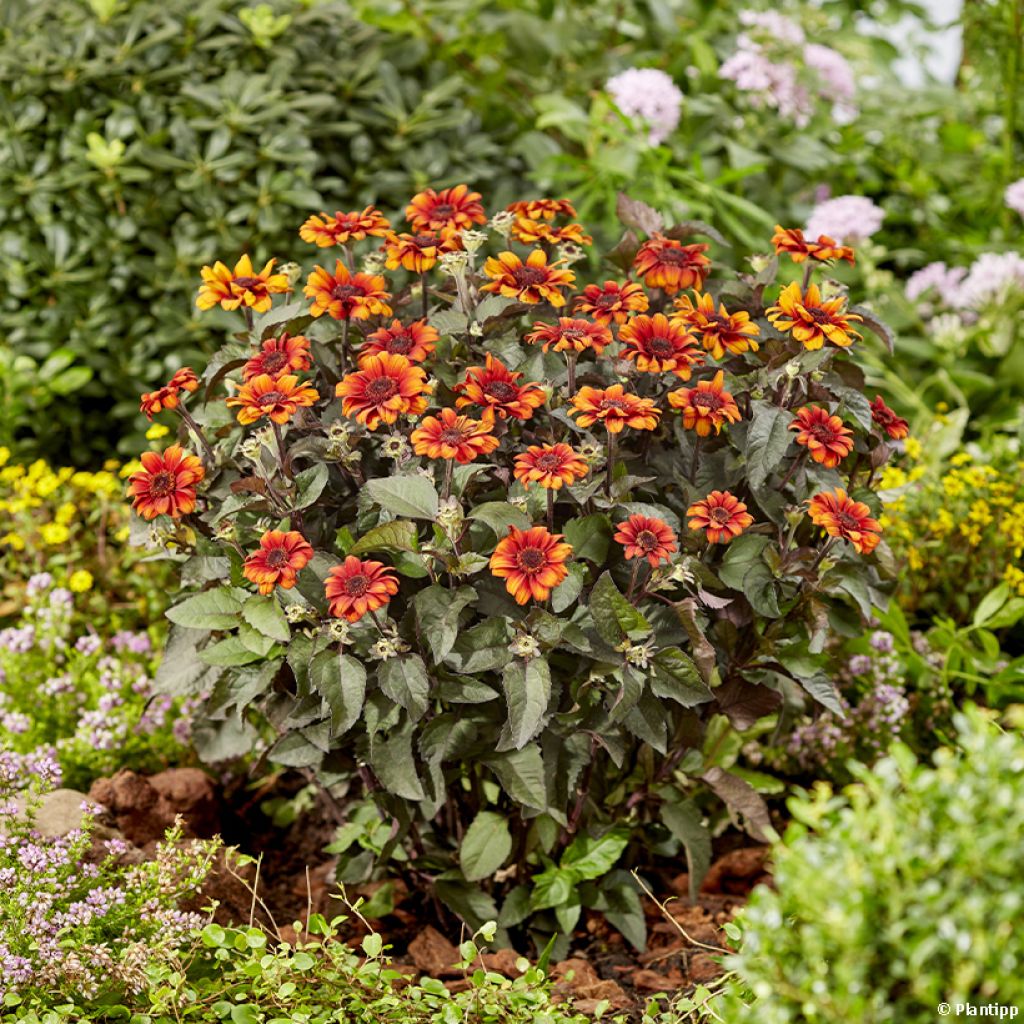 Heliopsis helianthoides Luna Roja