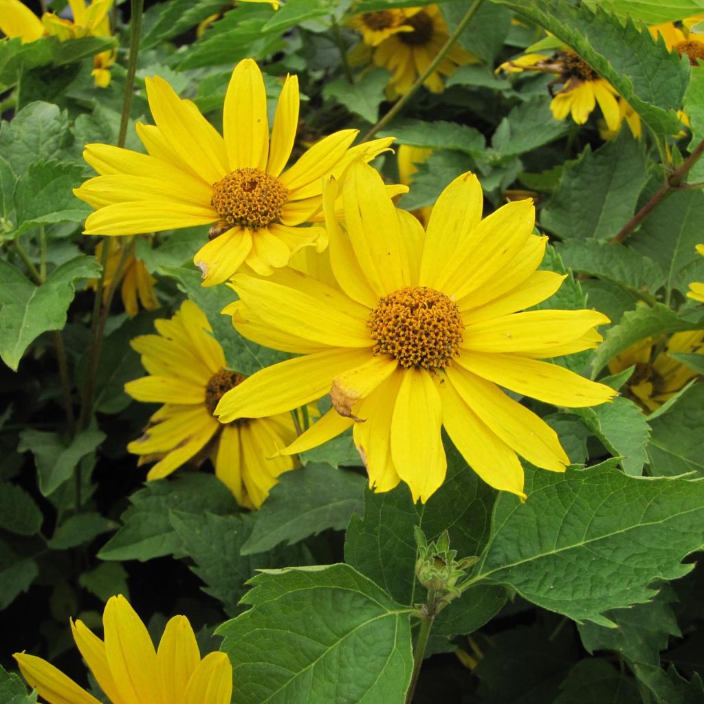Heliopsis helianthoides Mars - Héliopsis faux hélianthe