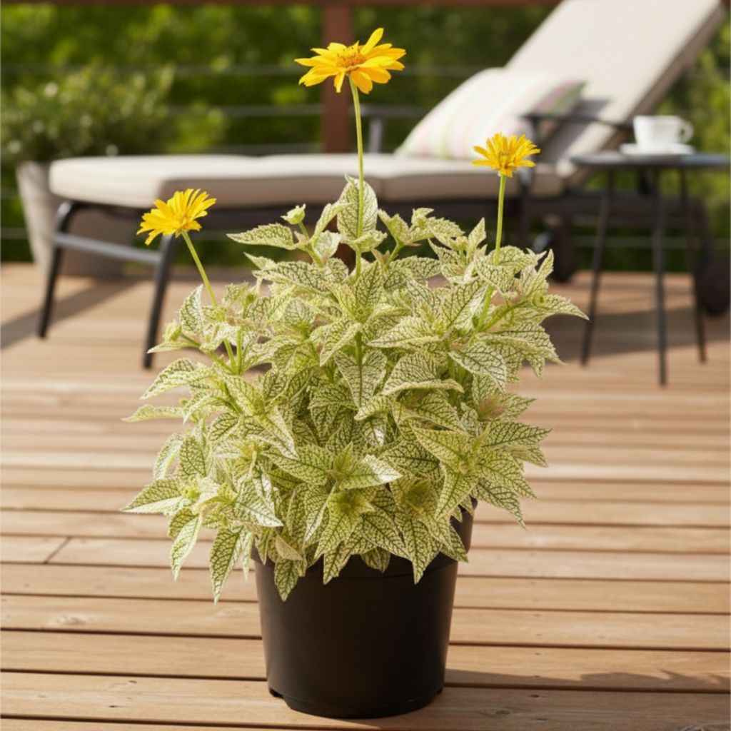 Heliopsis helianthoides Solar Flare