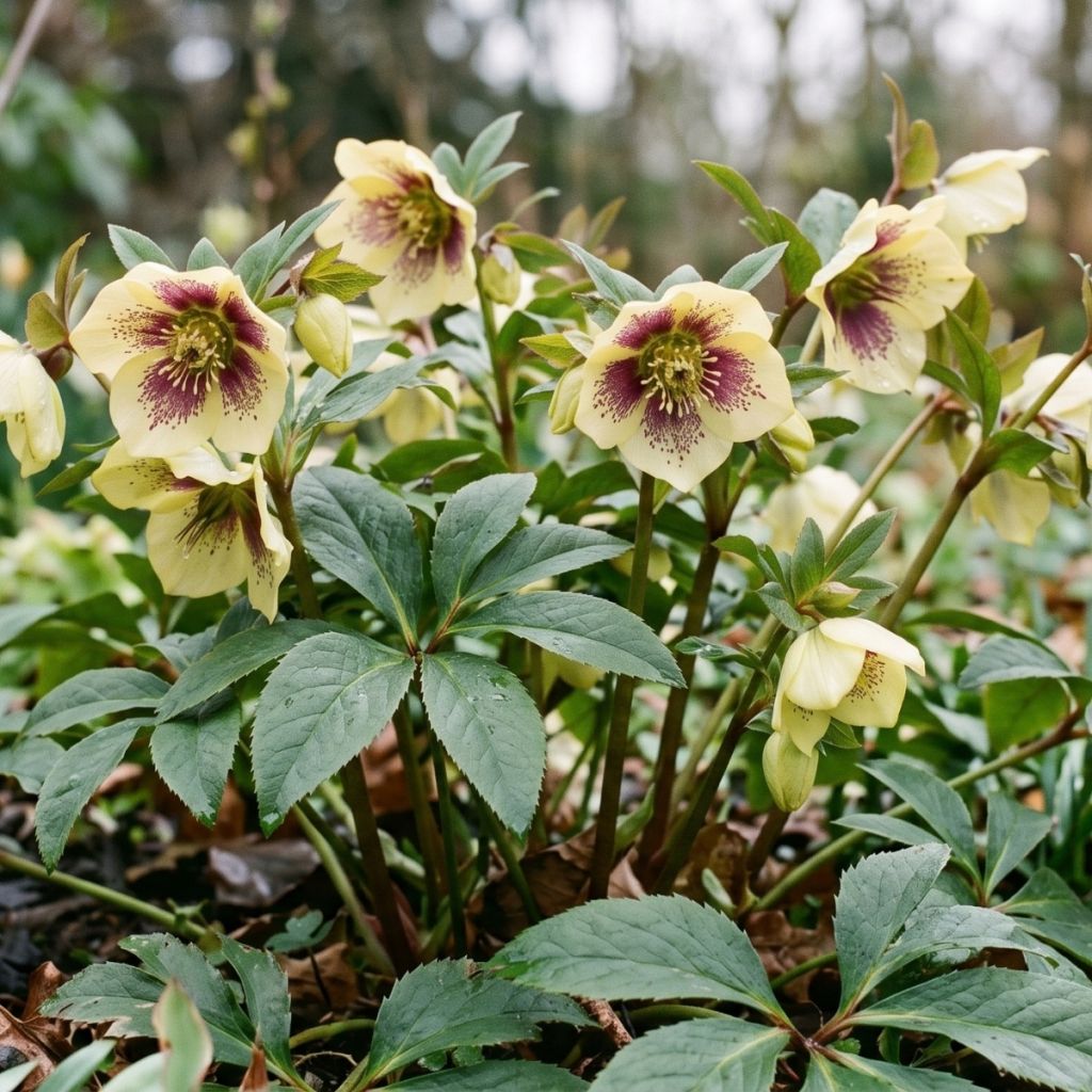 Helleborus ViV Serafina - Elleboro