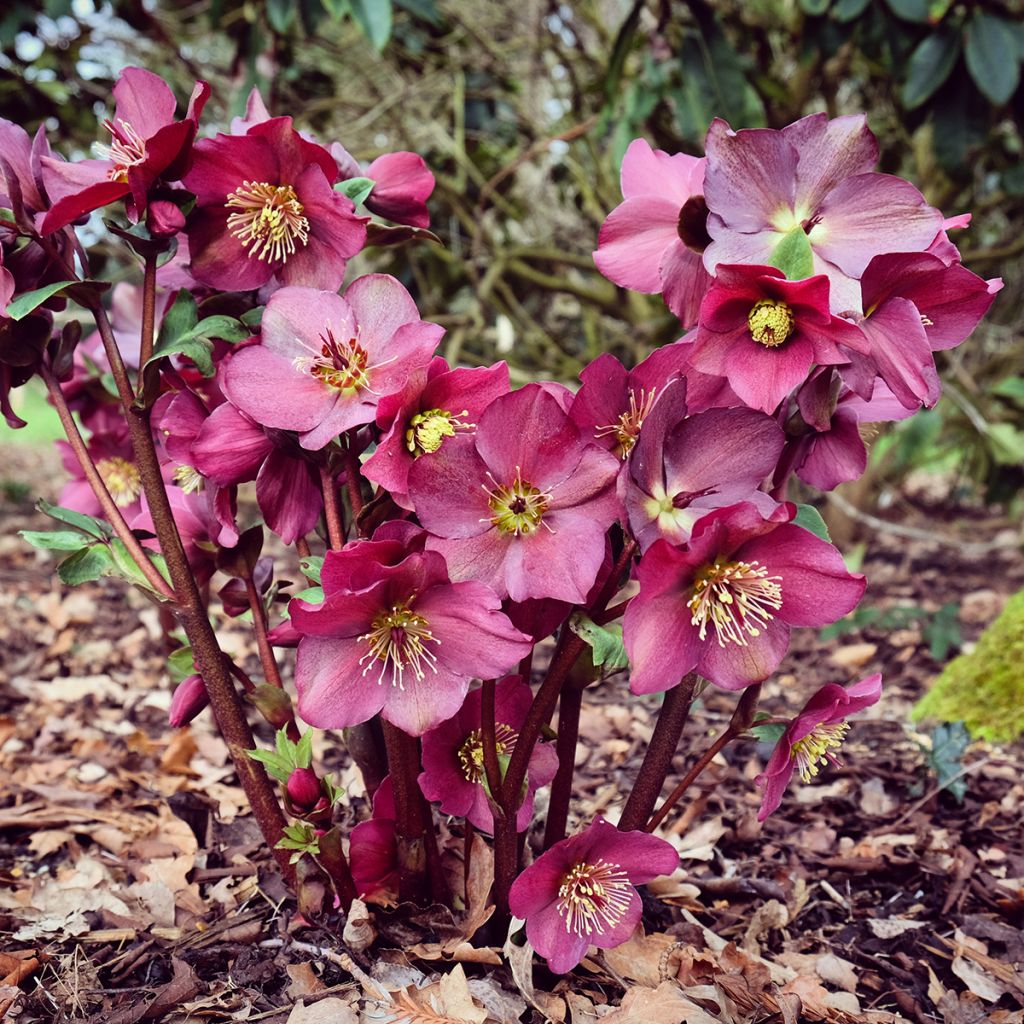 Helleborus HGC Ice N' Roses Red - Elleboro