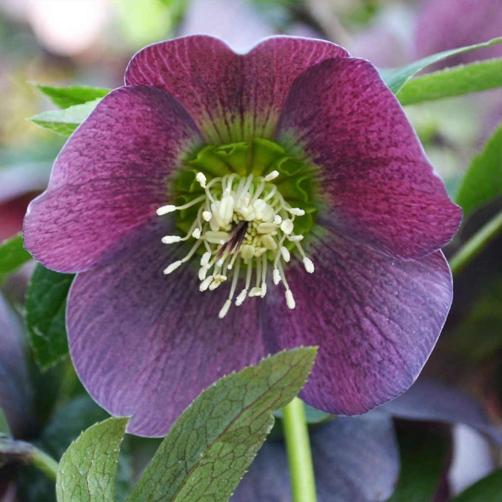 Hellébore ViV Batista - Helleborus orientalis