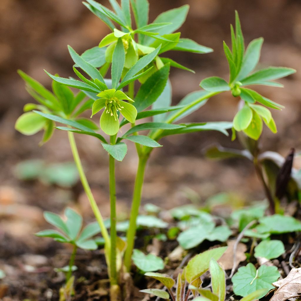 Helleborus dumetorum - Elleboro