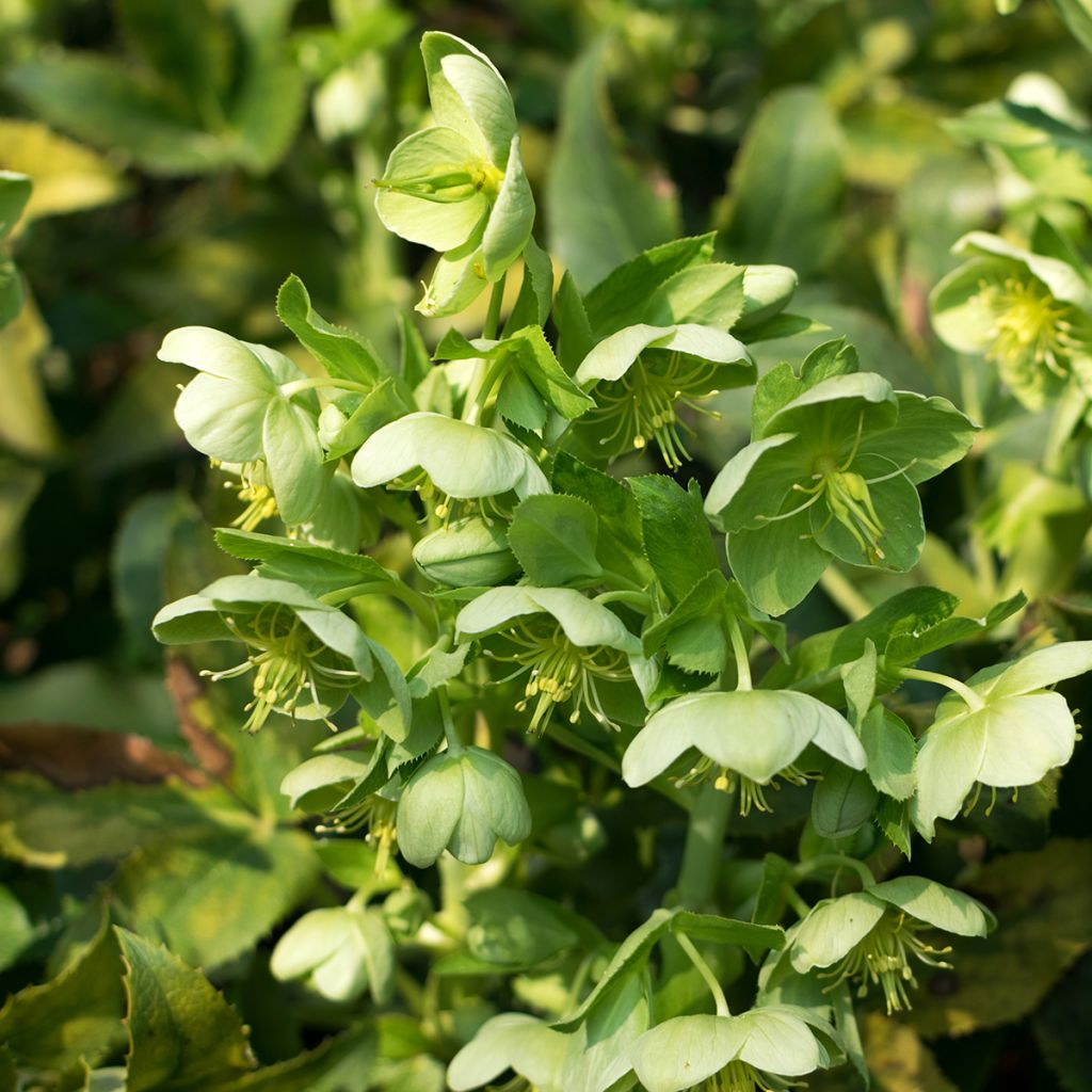Helleborus dumetorum - Elleboro