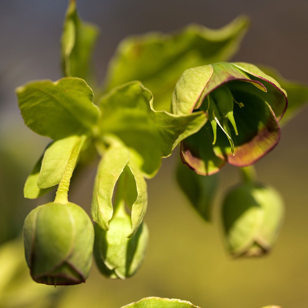 Helleborus foetidus - Elleboro puzzolente