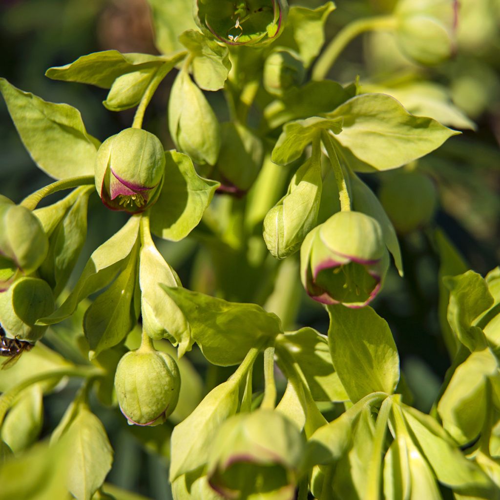 Helleborus foetidus - Elleboro puzzolente