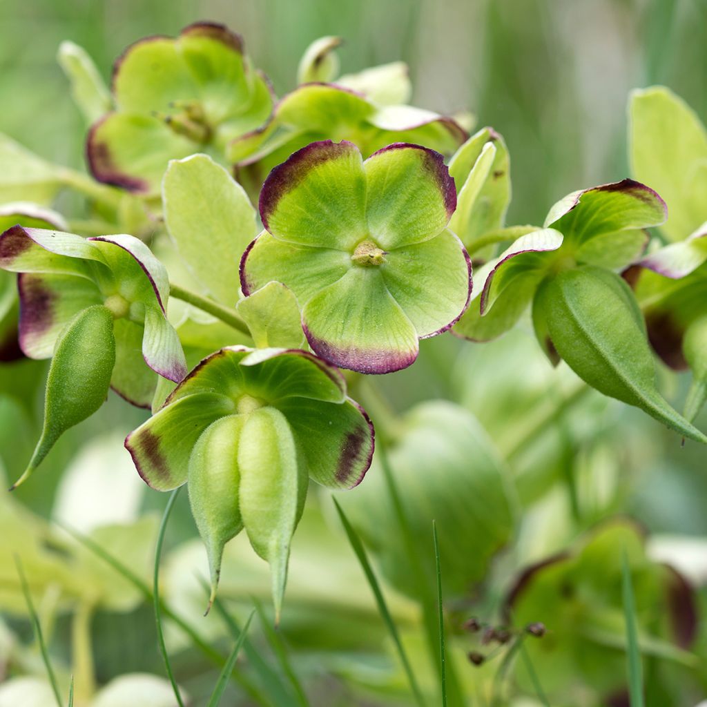 Helleborus foetidus - Elleboro puzzolente