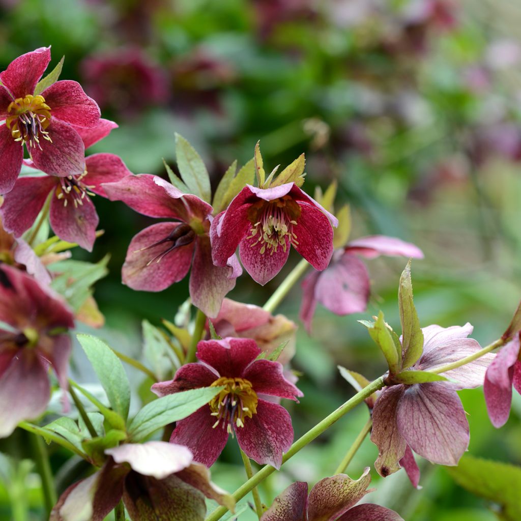 Helleborus Red Hybrids - Elleboro