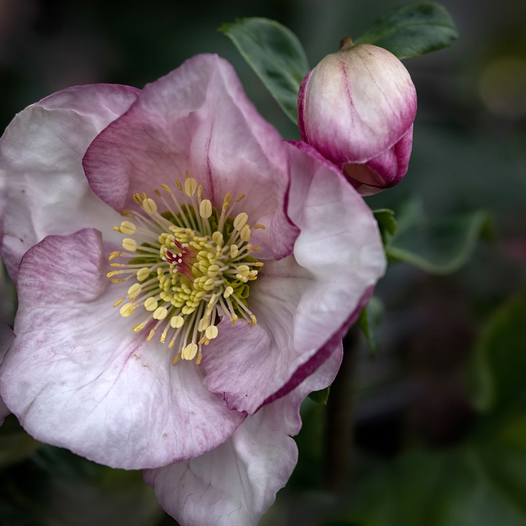 Helleborus lemperii HGC Liara - Elleboro