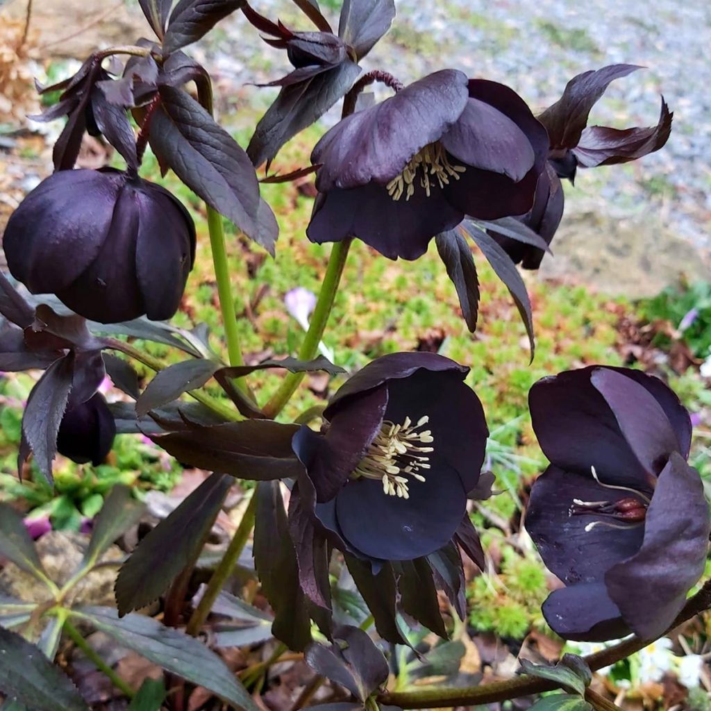 Helleborus Black Chocolate - Elleboro