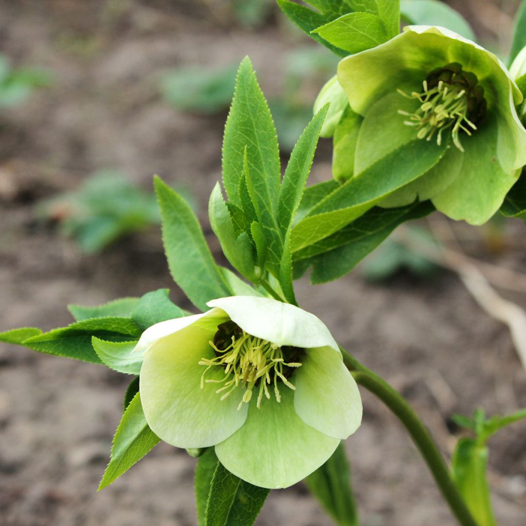 Helleborus White Red Center - Elleboro