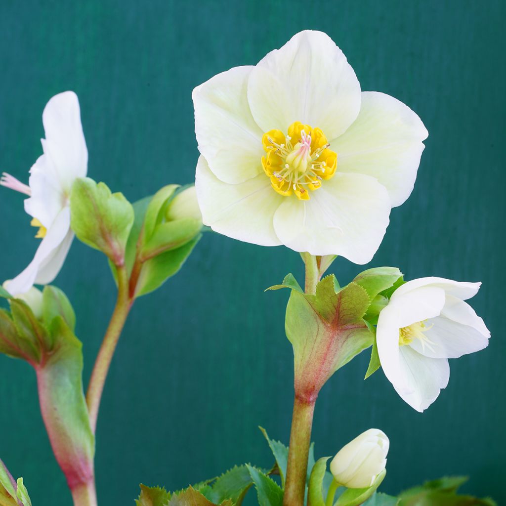 Helleborus White - Elleboro