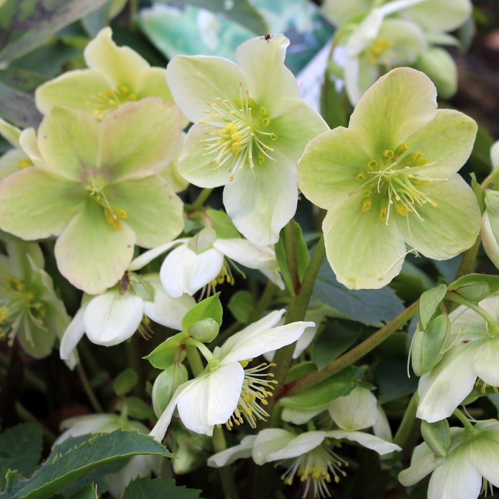 Helleborus White - Elleboro