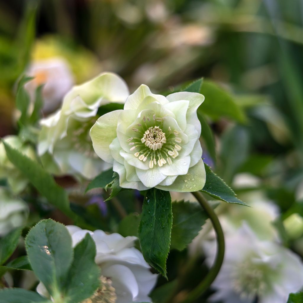 Helleborus Double White - Elleboro