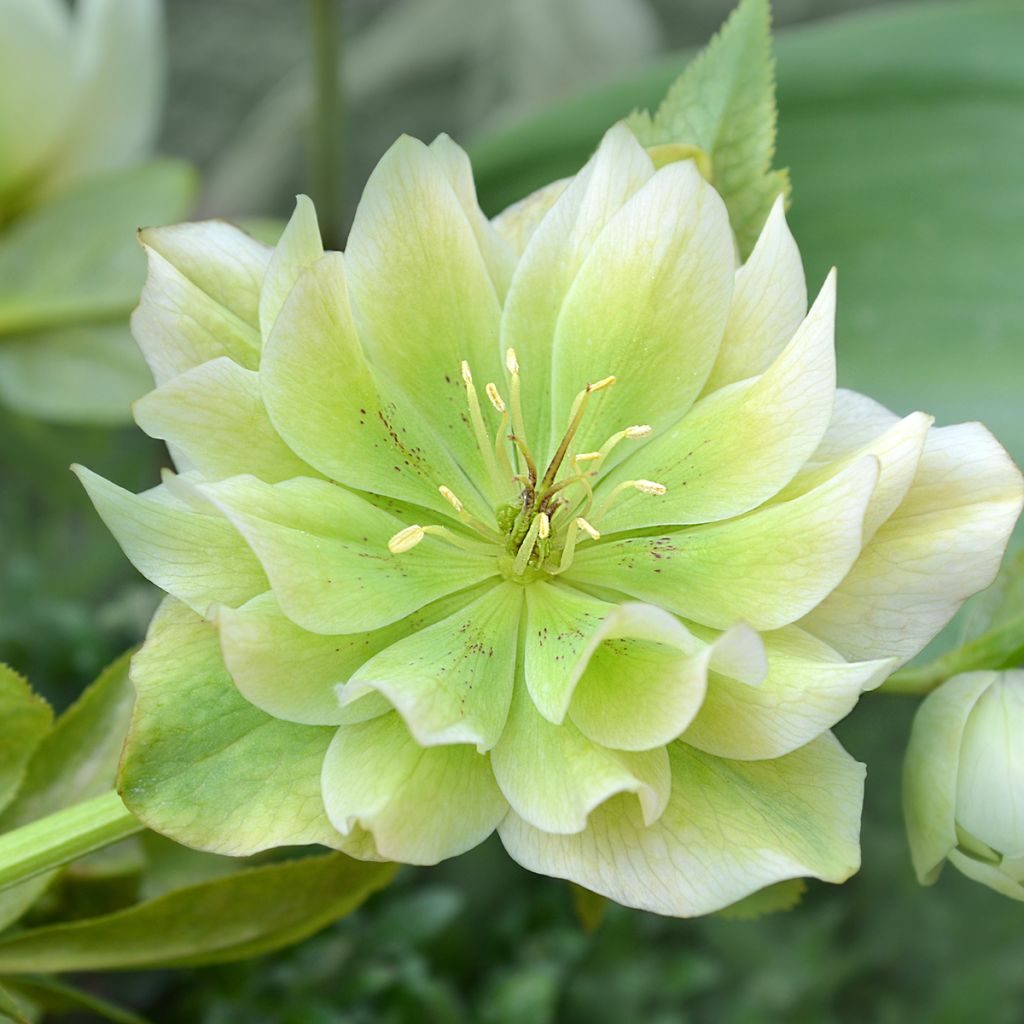 Helleborus Double White - Elleboro
