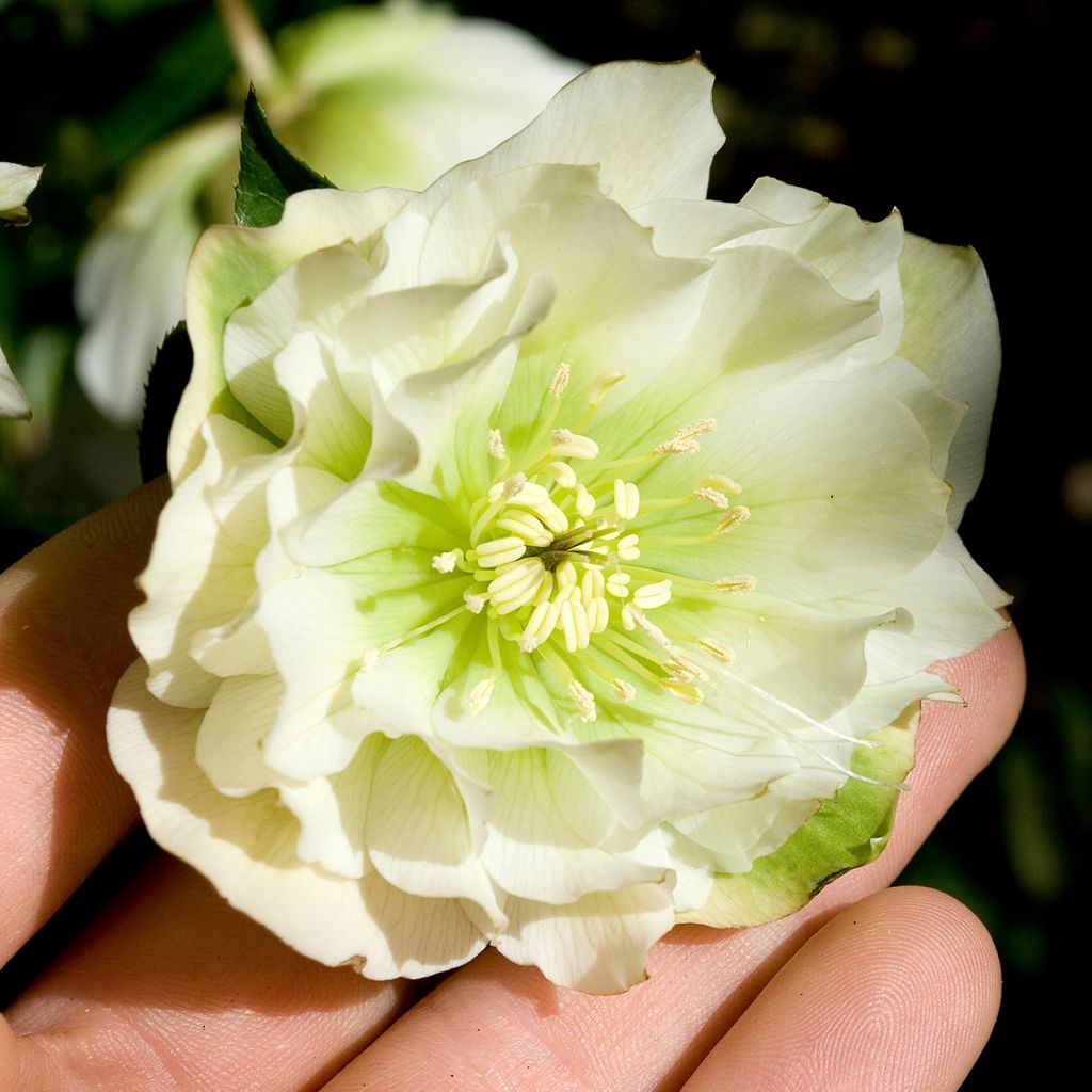 Helleborus Double White - Elleboro