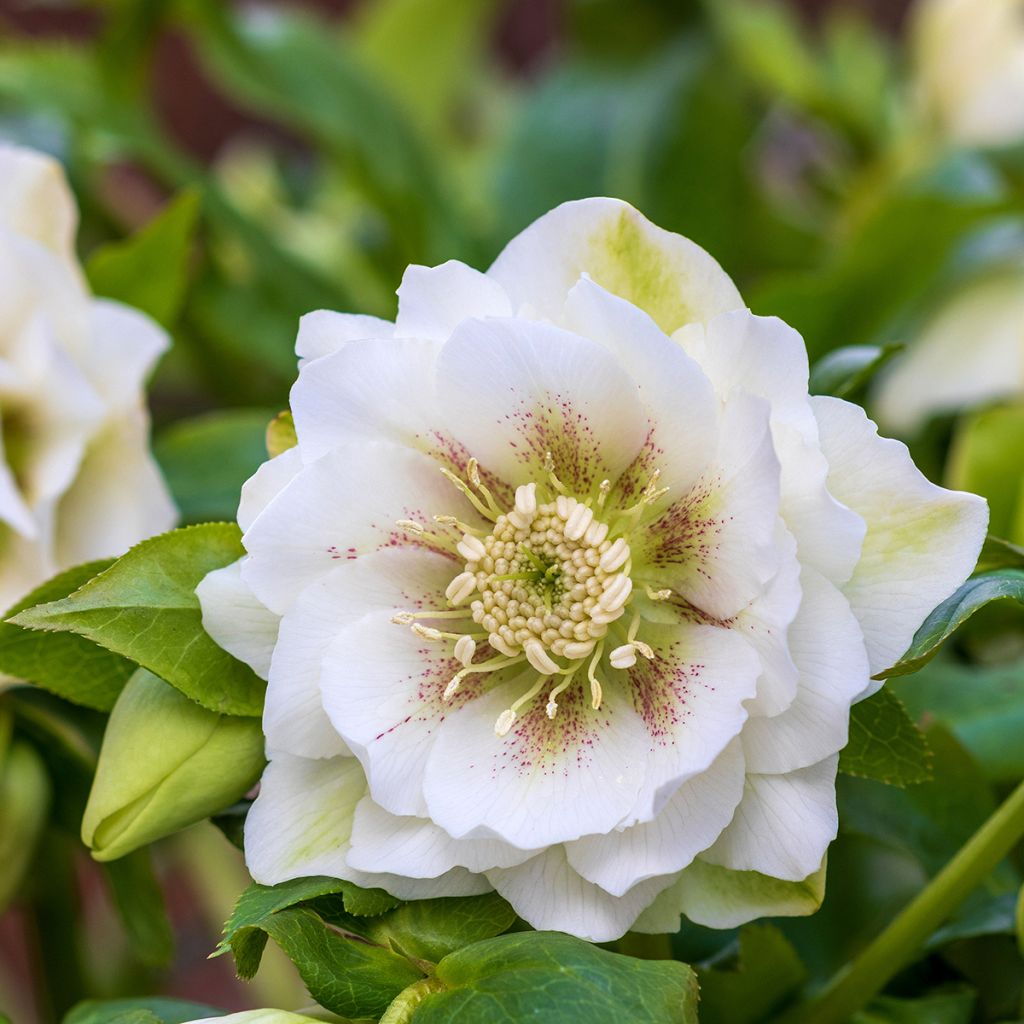 Helleborus Double White Spotted - Elleboro