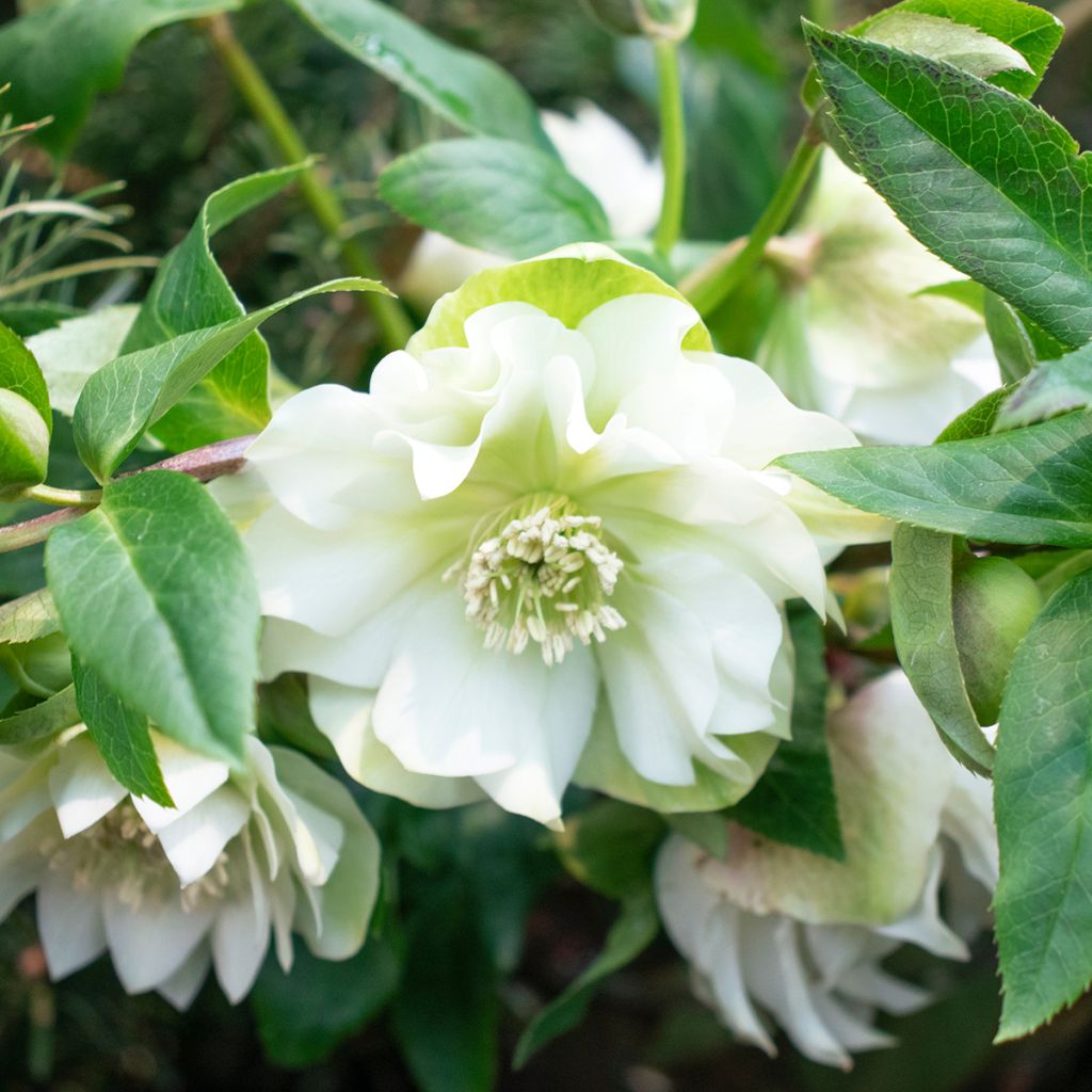 Helleborus Double White Spotted - Elleboro