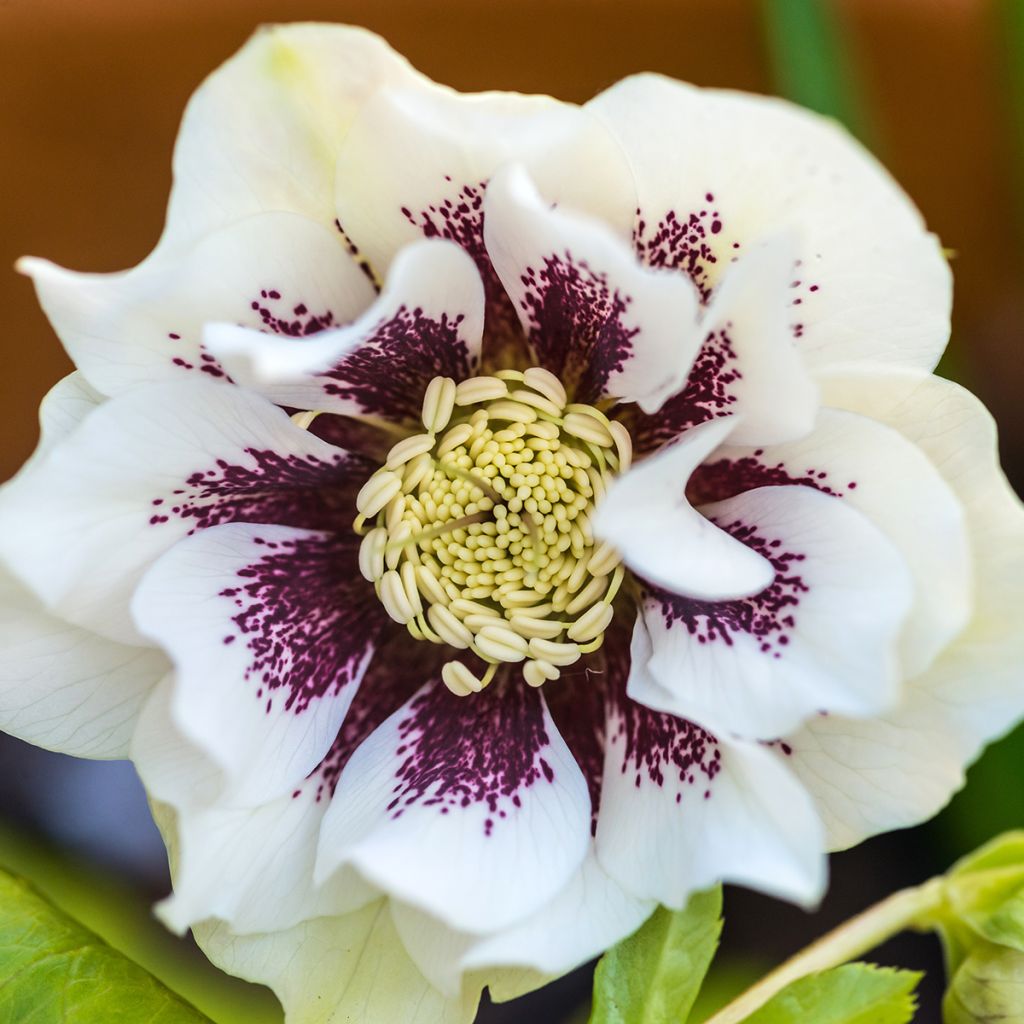 Helleborus Double White Spotted - Elleboro