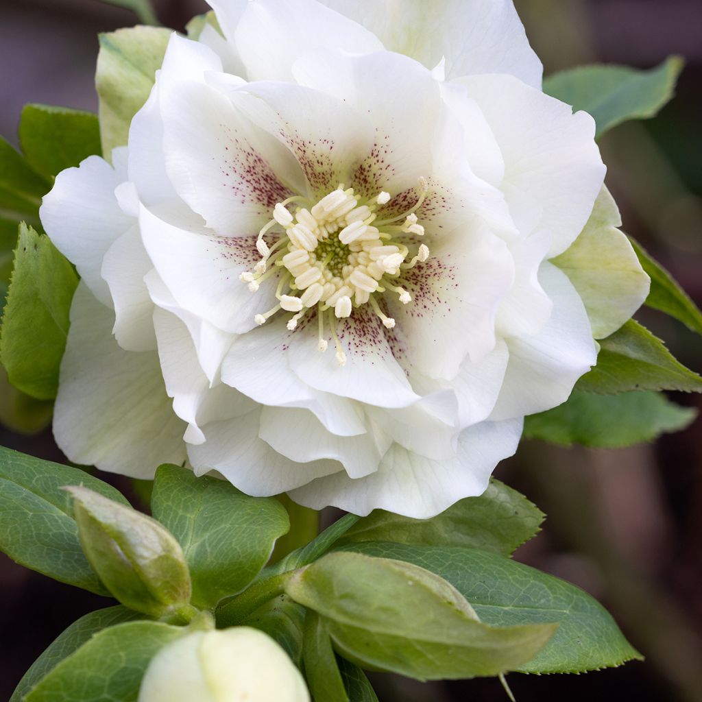 Helleborus Double White Spotted - Elleboro