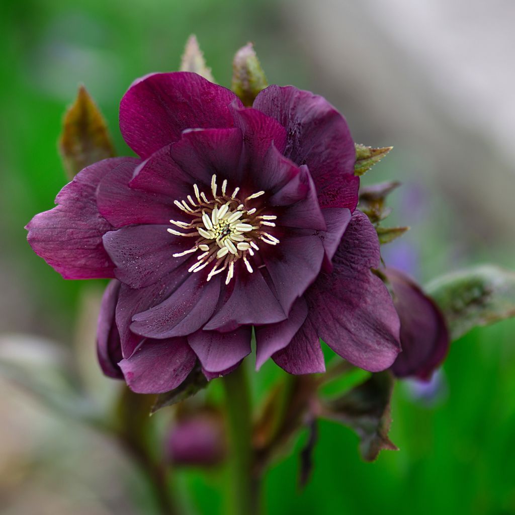 Helleborus Double Black - Elleboro