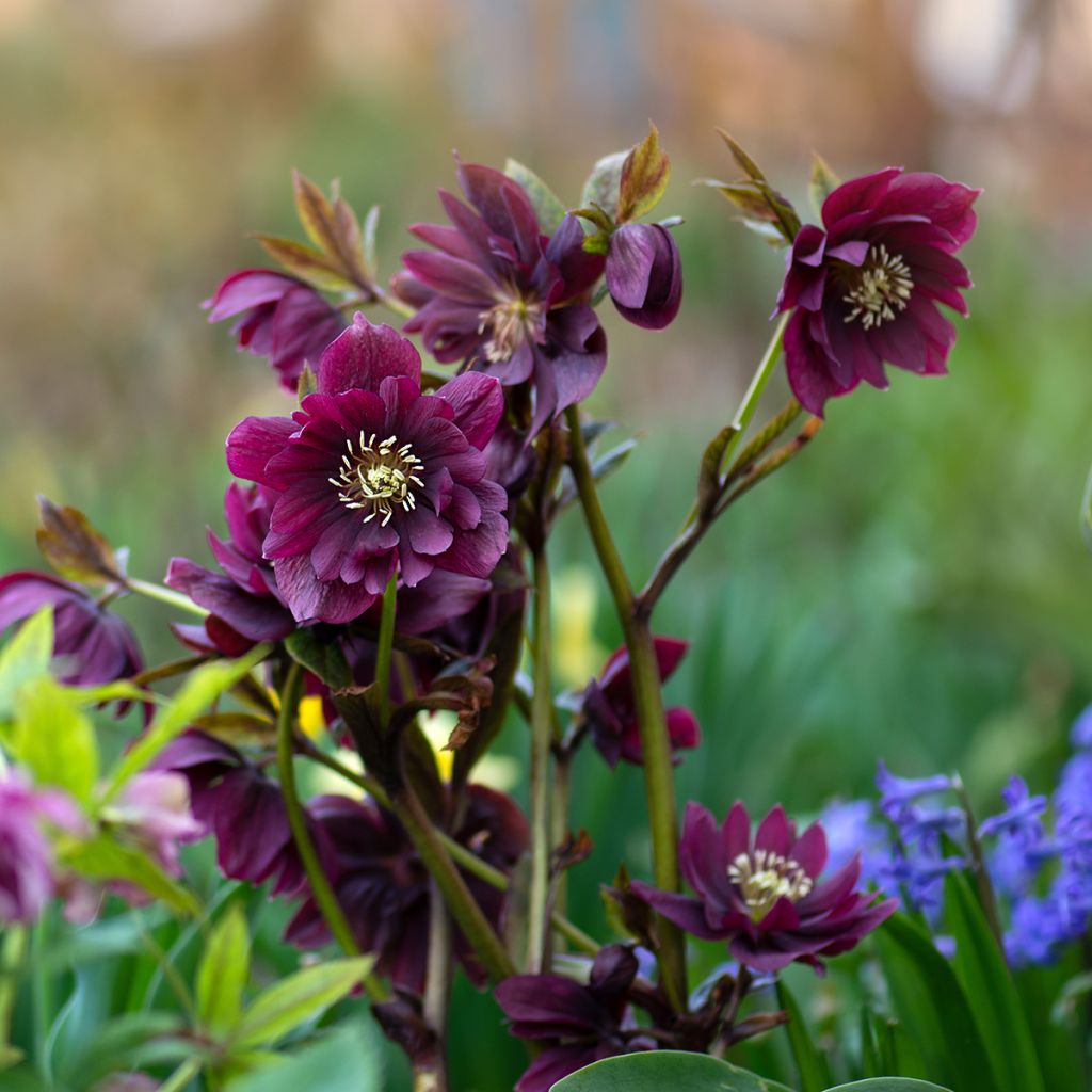 Helleborus Double Red - Elleboro