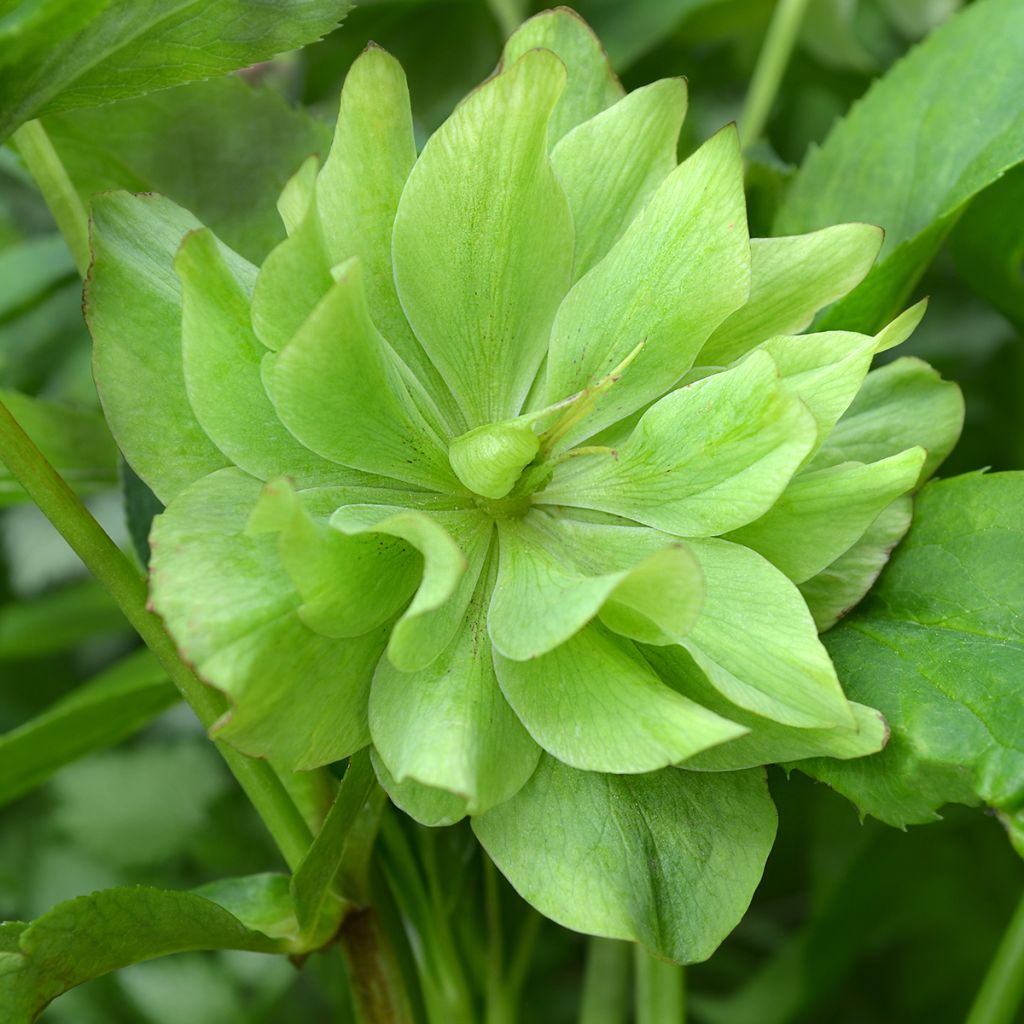 Helleborus Double Green - Elleboro