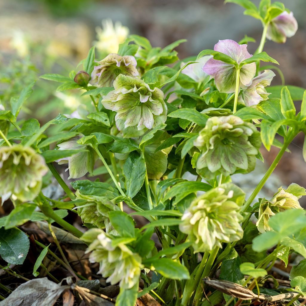 Helleborus Double Green Spotted - Elleboro