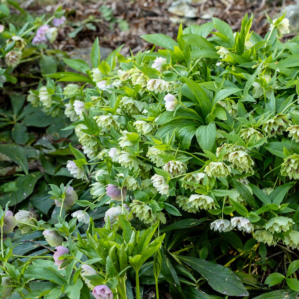 Helleborus Double Green Spotted - Elleboro