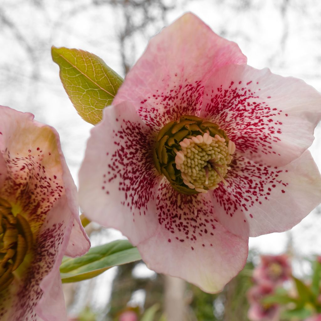 Helleborus Pink Spotted - Elleboro