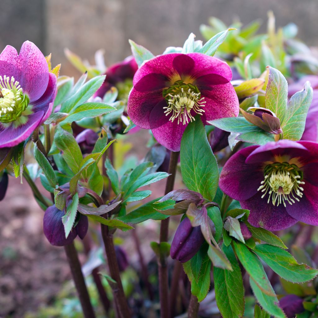 Helleborus Red - Elleboro
