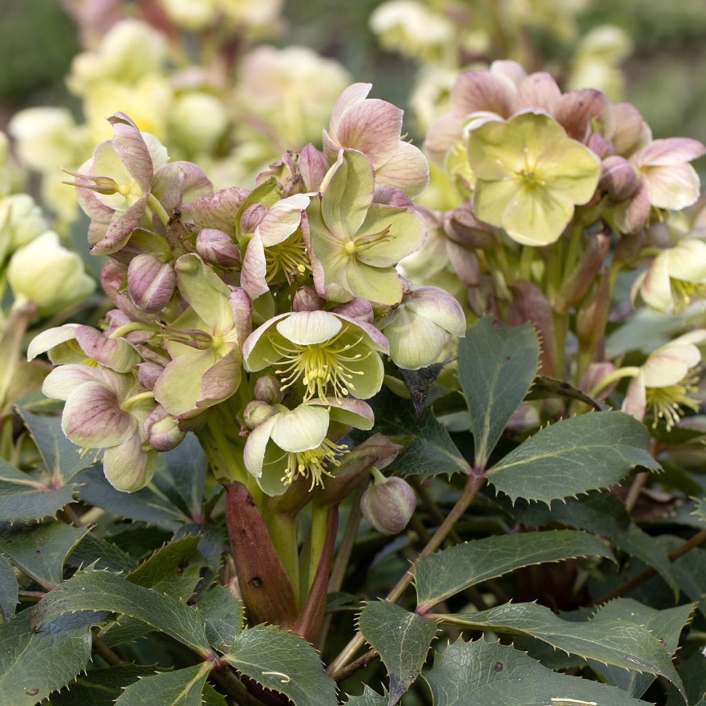 Helleborus sternii - Elleboro