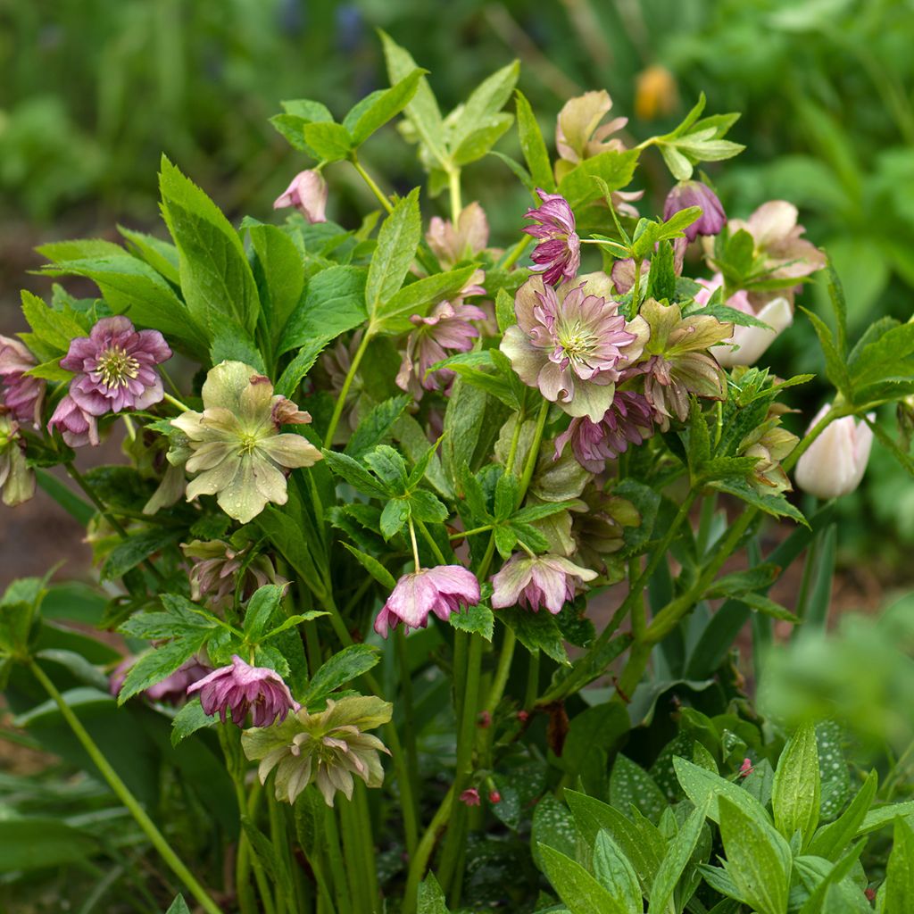 Helleborus torquatus Party Dress Hybriden - Elloboro