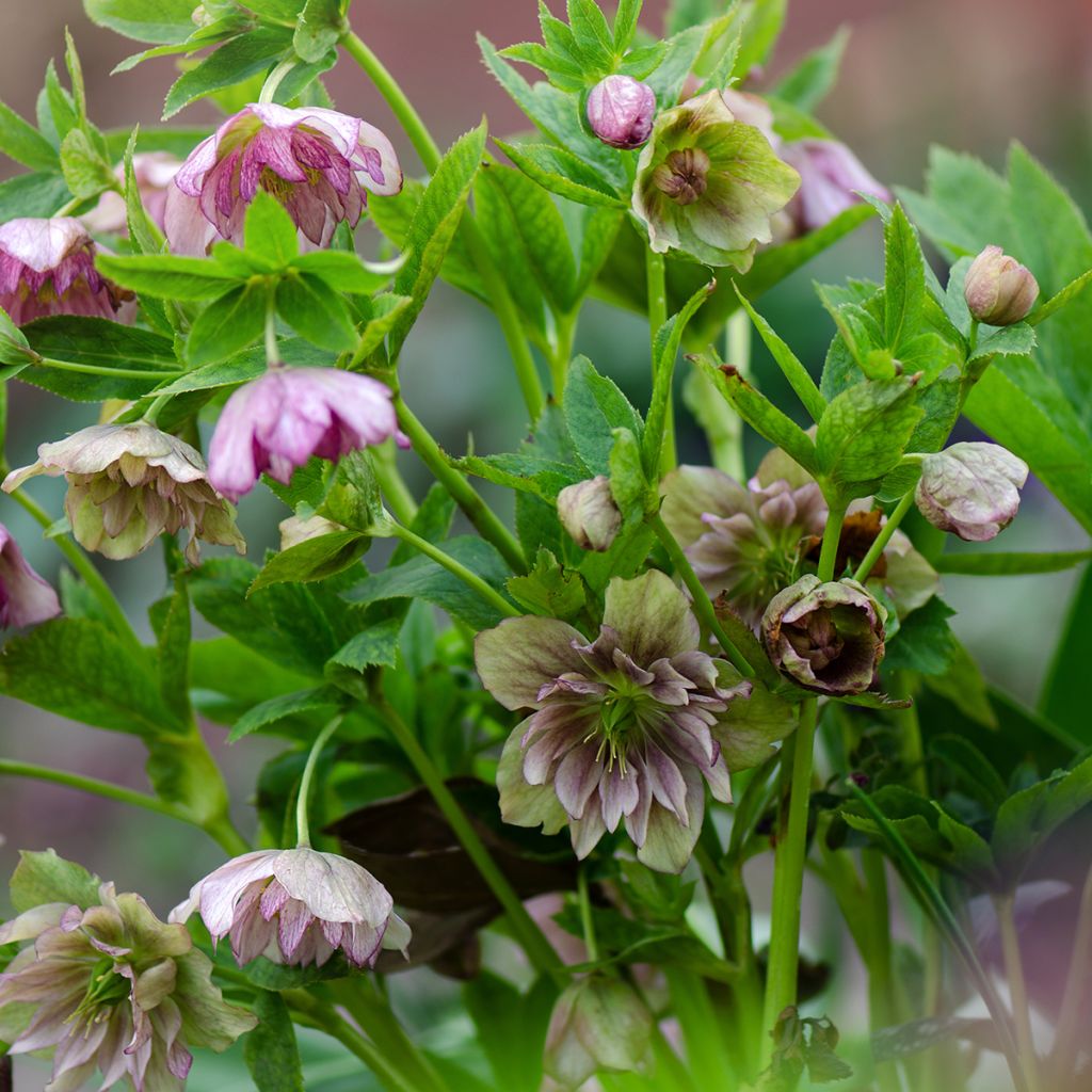 Helleborus torquatus Party Dress Hybriden - Elloboro
