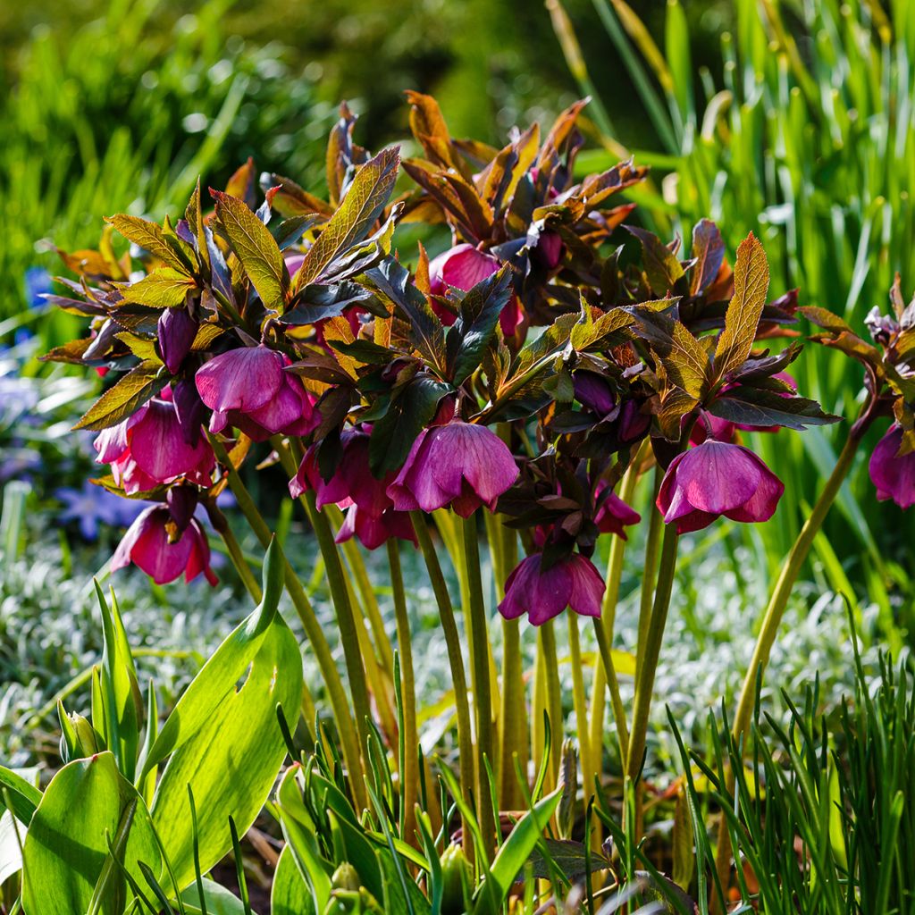 Helleborus orientalis subsp. abchasicus - Elleboro orientale