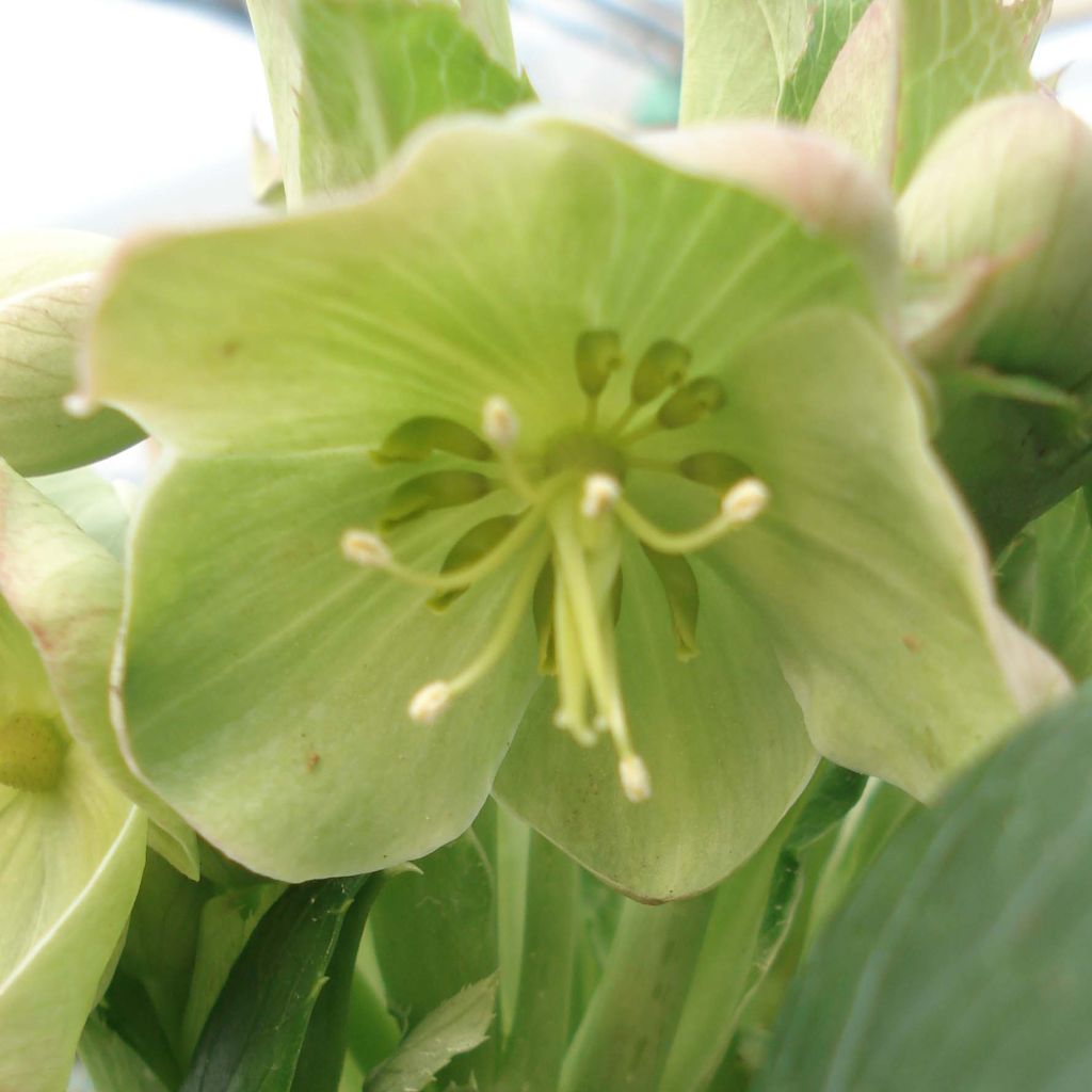 Hellébore de Corse - Helleborus argutifolius