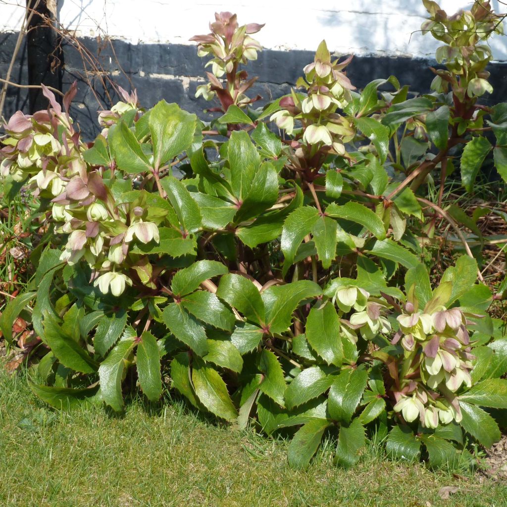 Hellébore de Corse - Helleborus argutifolius
