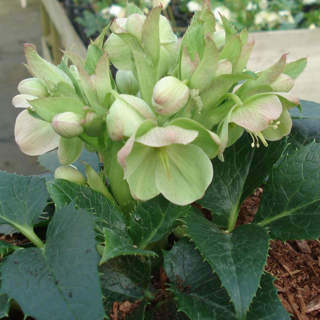 Hellébore de Corse - Helleborus argutifolius