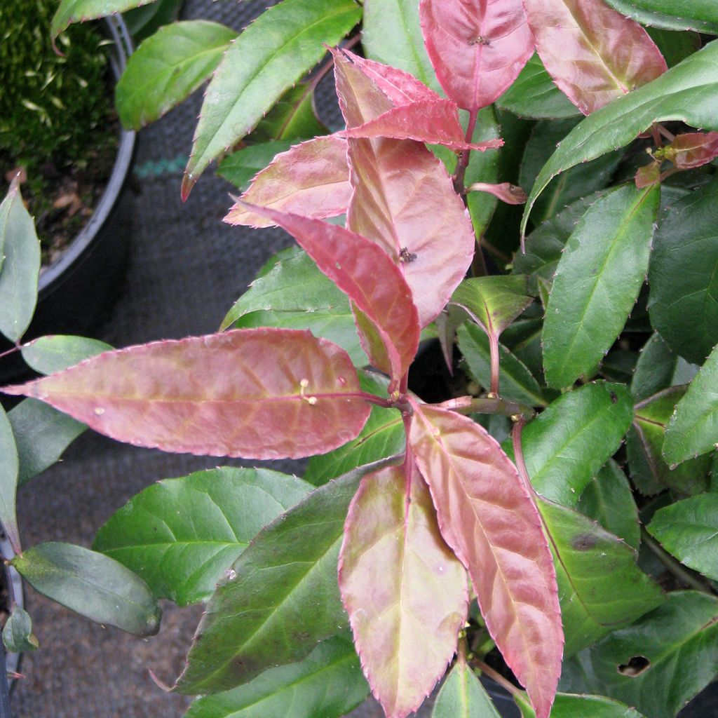 Helwingia chinensis (Feminna)