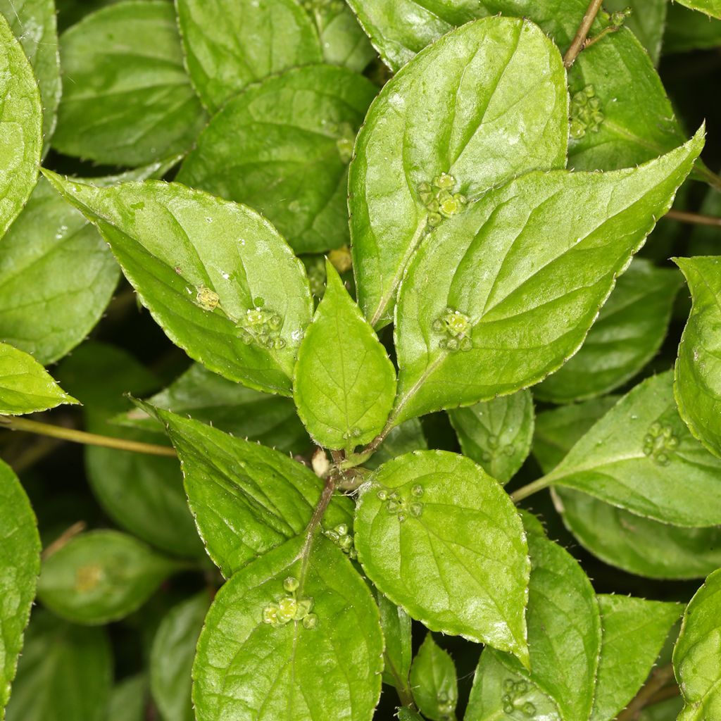 Helwingia japonica (maschio)