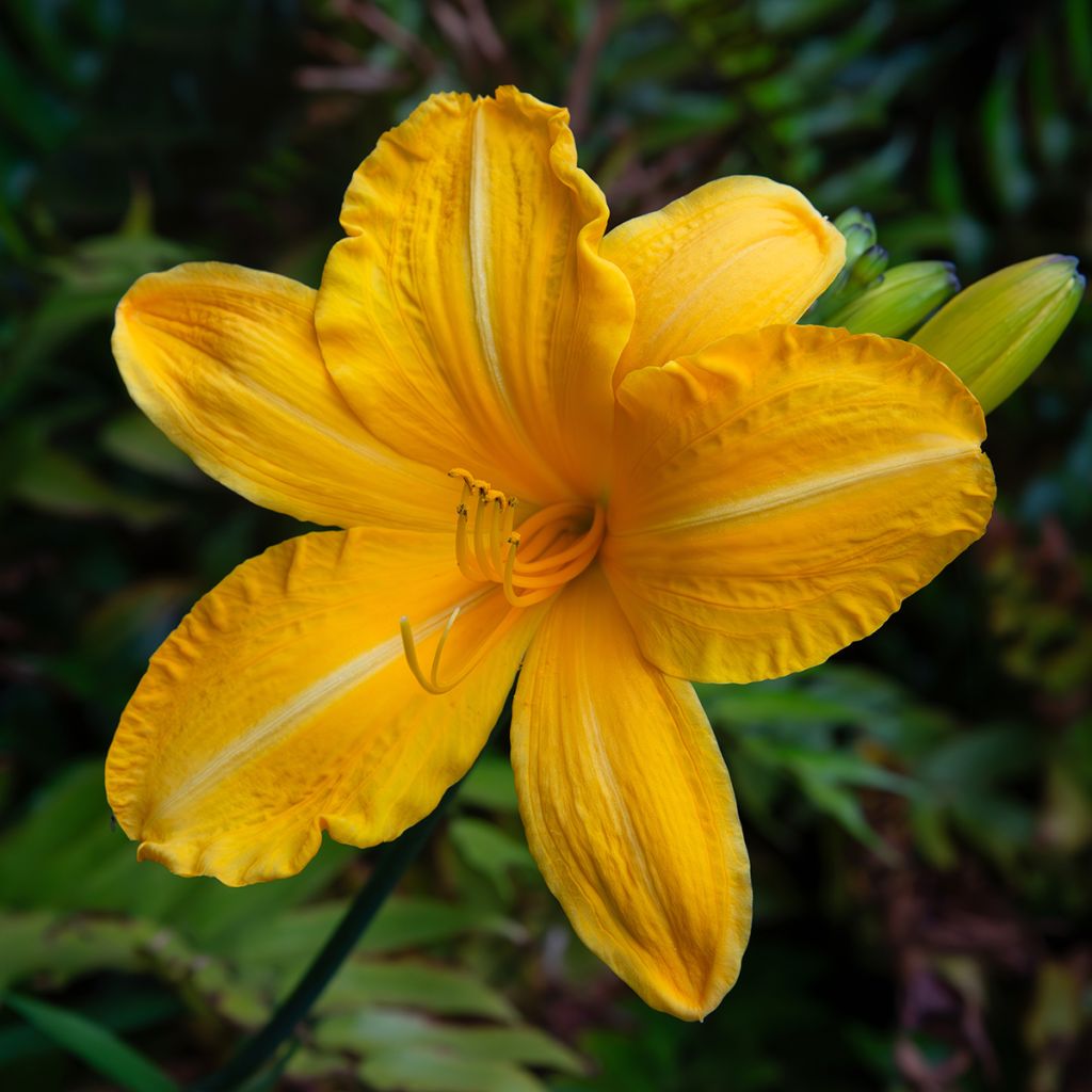 Hemerocallis Cartwheels - Emerocallide