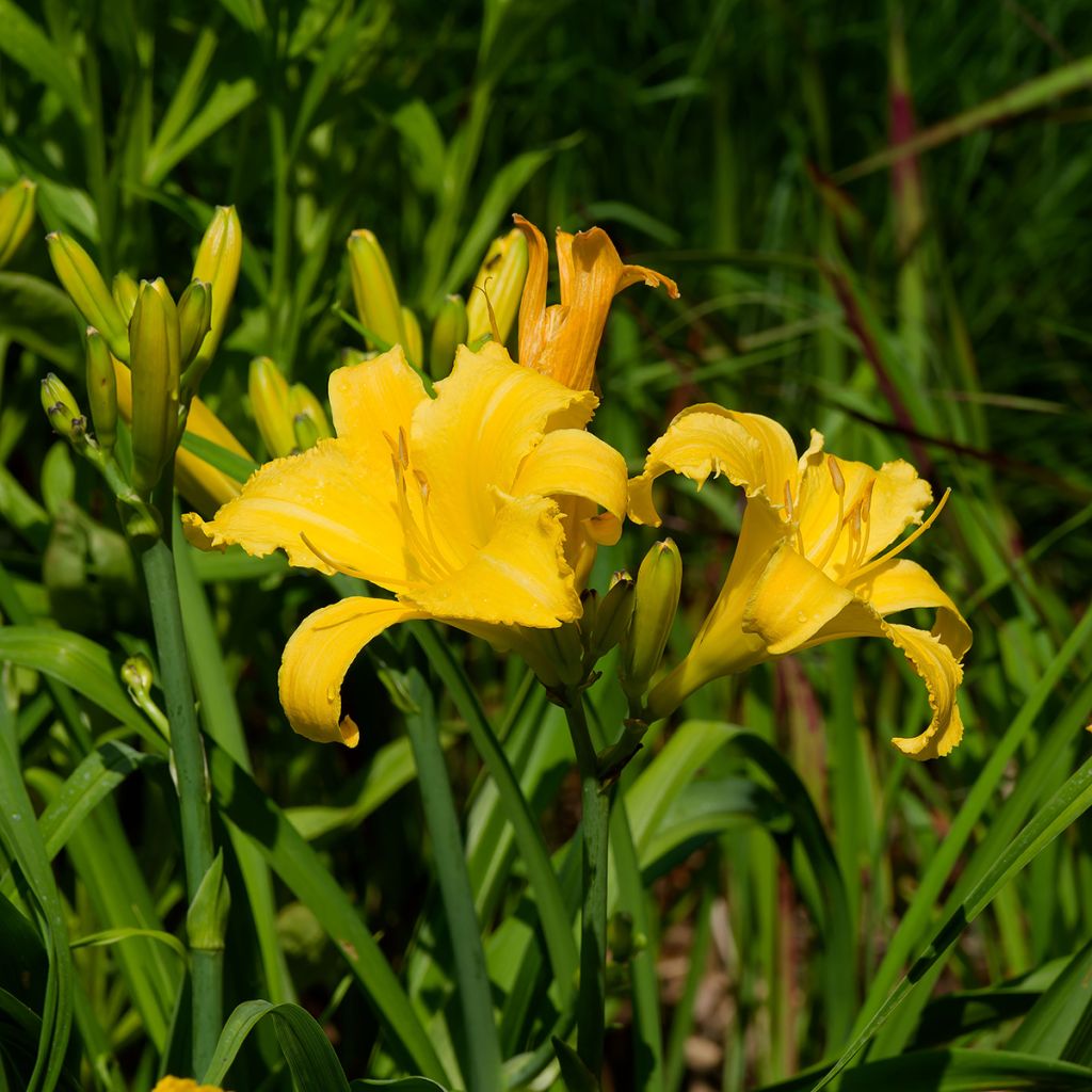 Hemerocallis Cartwheels - Emerocallide