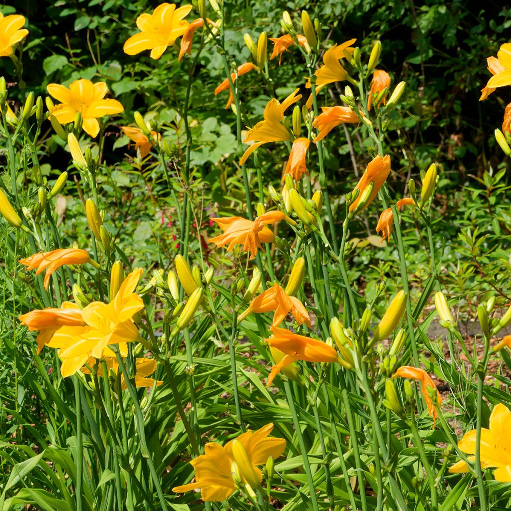 Hemerocallis Cartwheels - Emerocallide