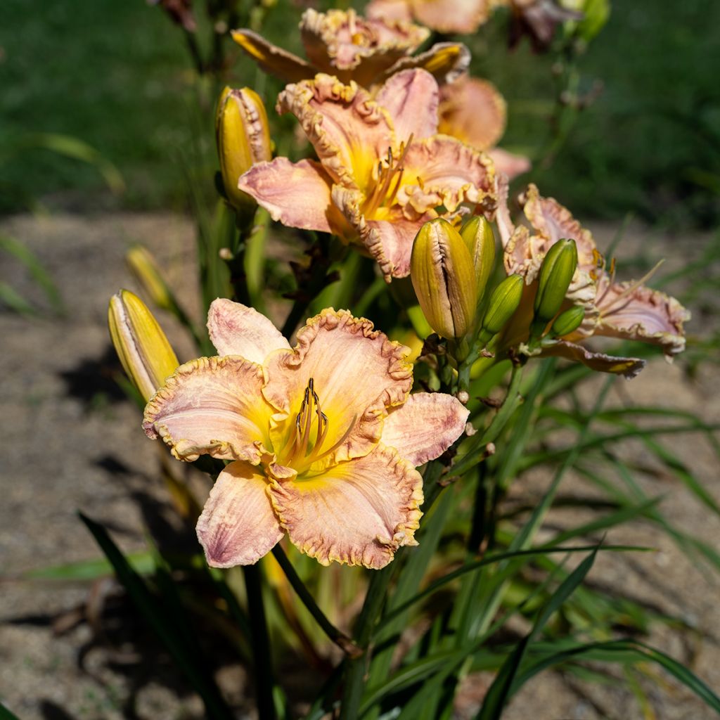 Hemerocallis Clothed in Glory - Emerocallide