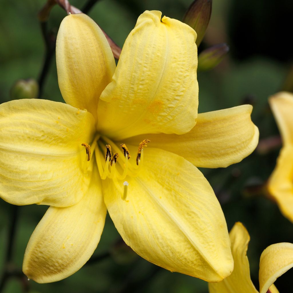 Hemerocallis Corky - Emerocallide