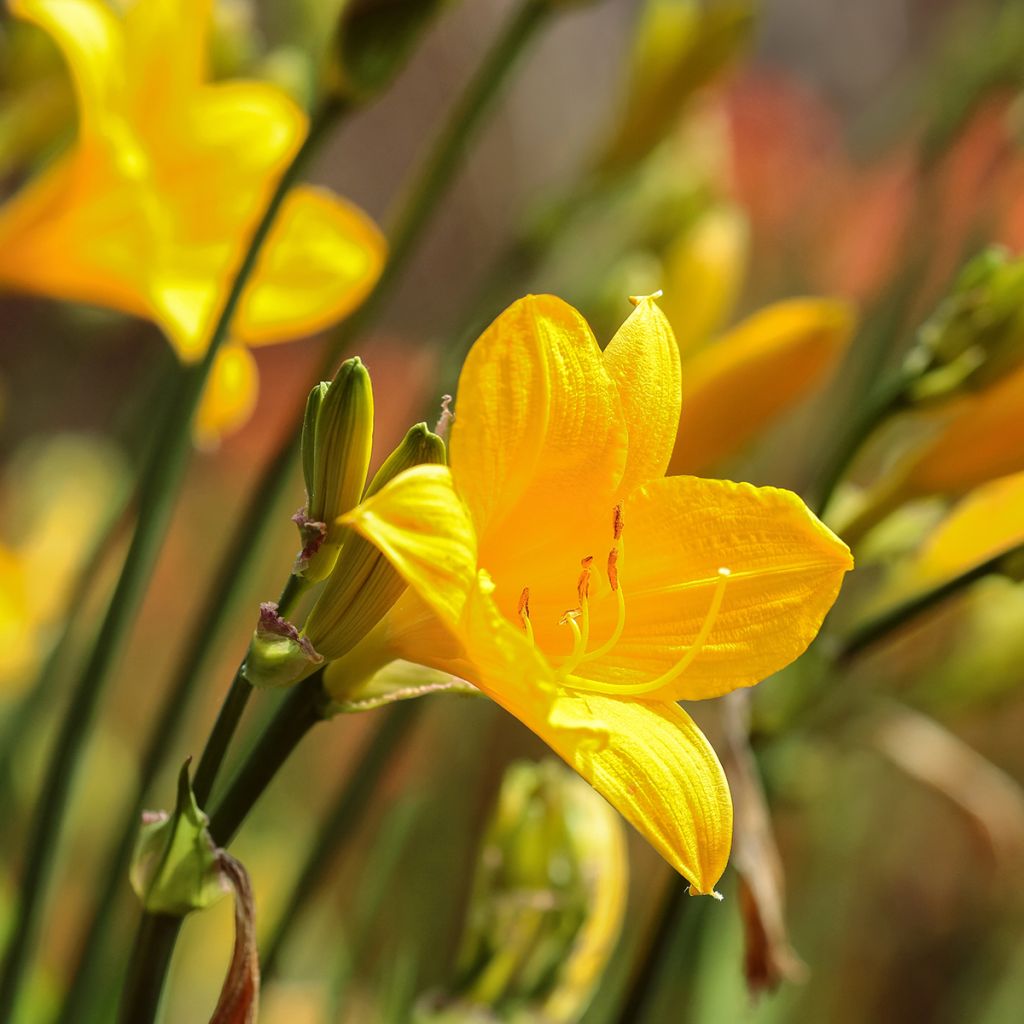 Hemerocallis Corky - Emerocallide