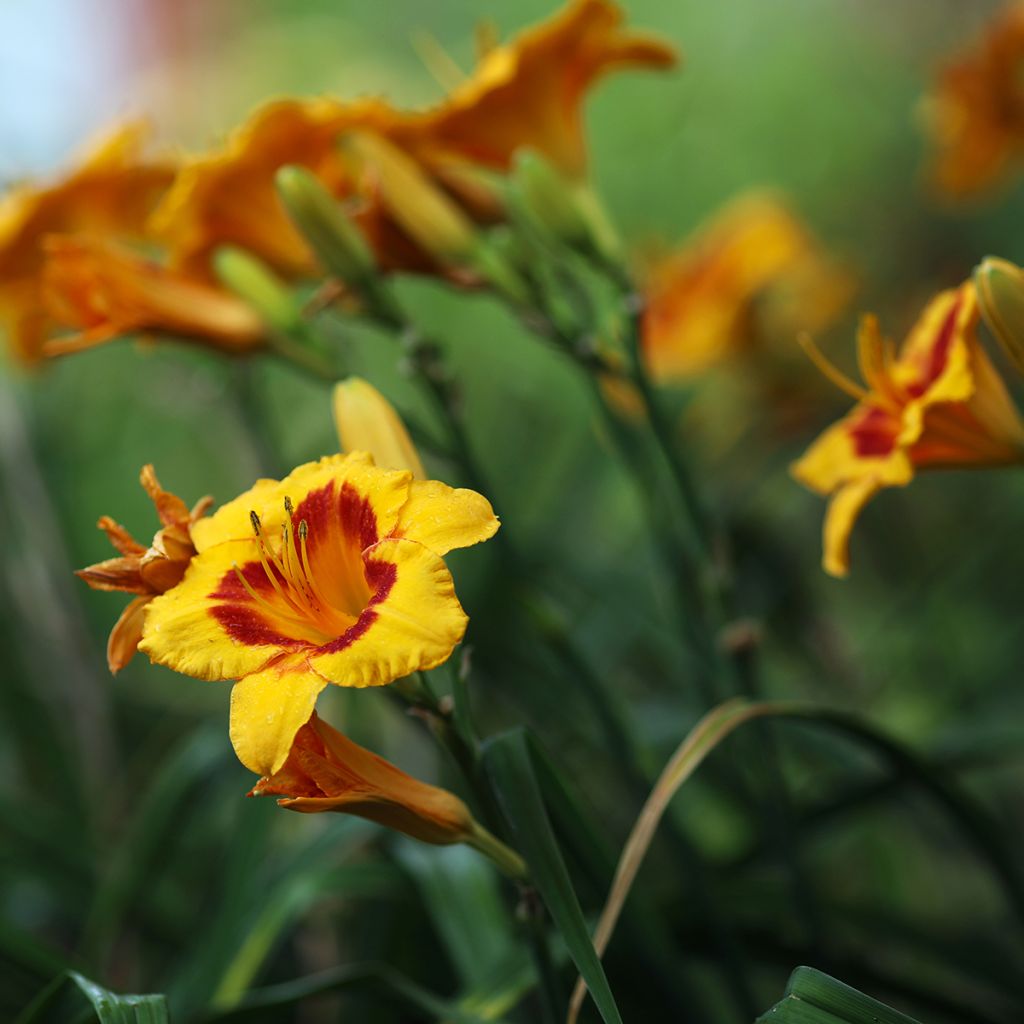 Hemerocallis Fooled Me - Emerocallide