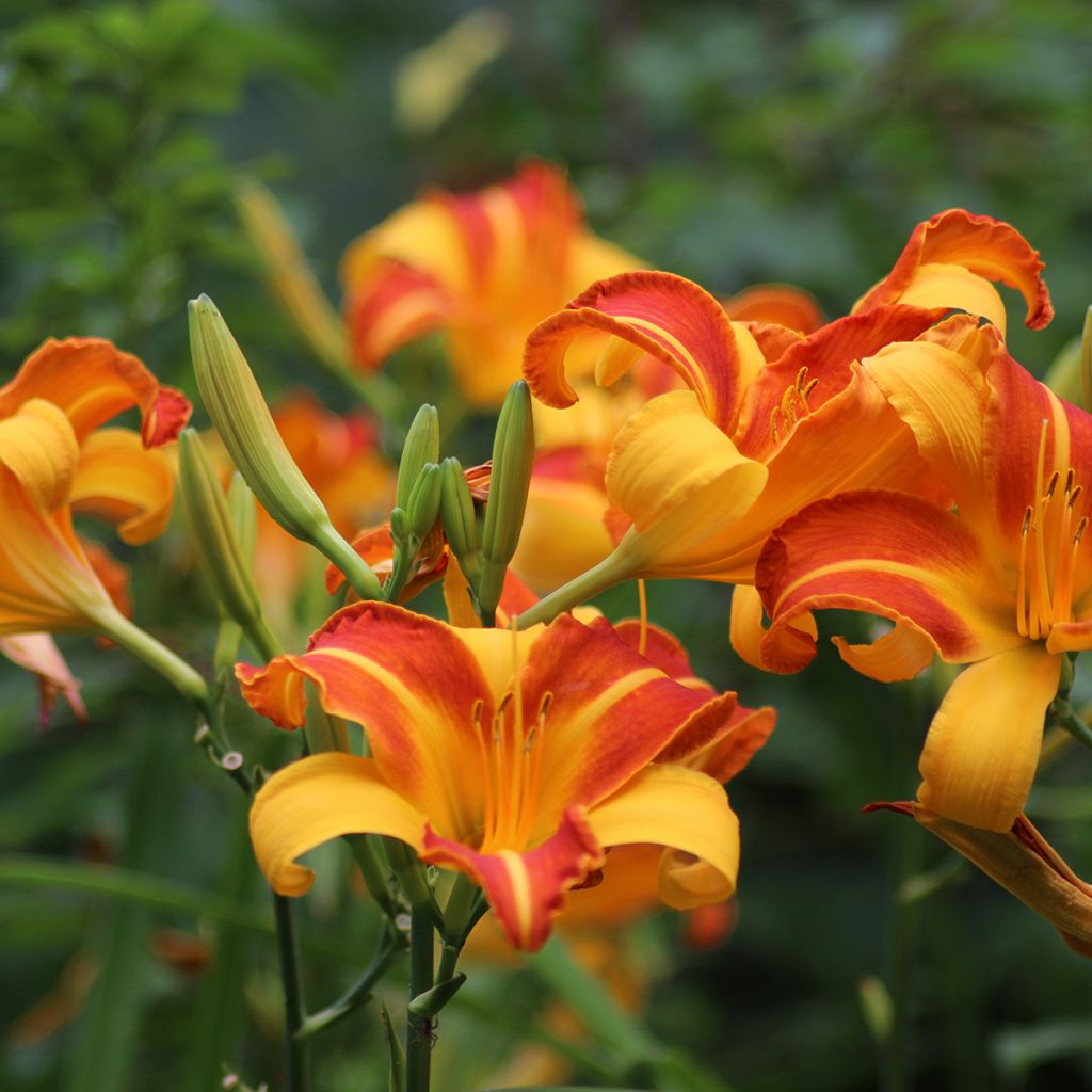 Hemerocallis Frans Hals - Emerocallide